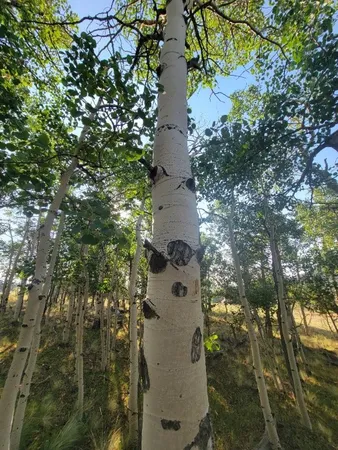 a view of a yard with plants and large trees