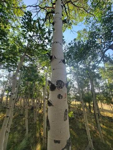 a view of a yard with plants and large trees