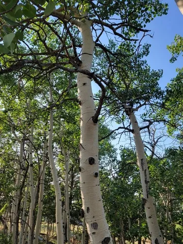 a view of a city with lush green forest