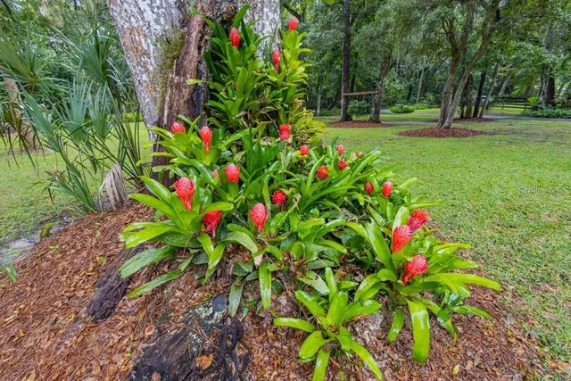 a view of a tree with a flower garden