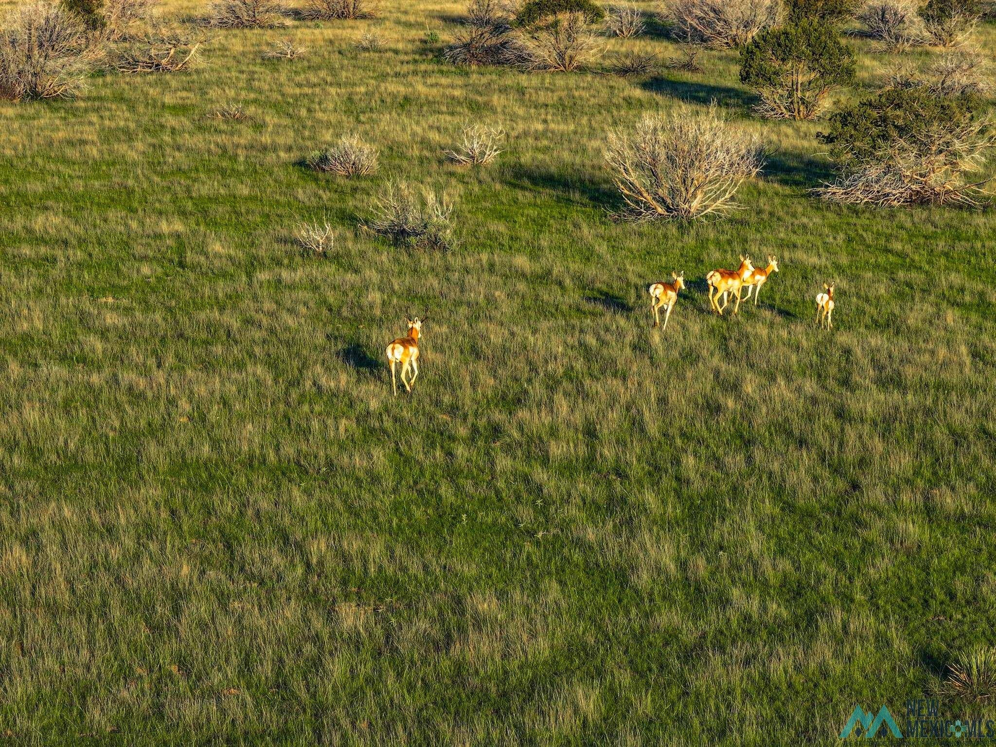 398 Pine Road Capitan, NM 88316 - Photo 10 of 68 Drone / aerial view