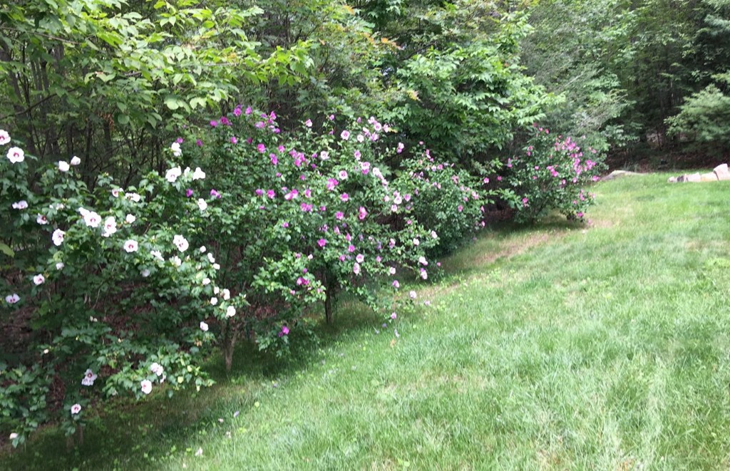 15 Lower Gore Road Webster, MA 01570 - Photo 30 of 30 a view of a flower plant in a yard