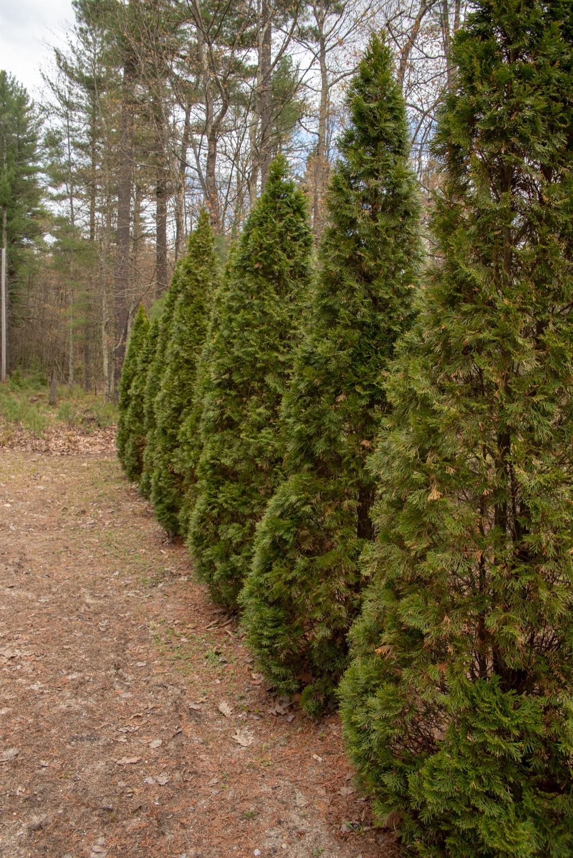 99 Long Plains Road Buxton, ME 04093 - Photo 28 of 34 privacy