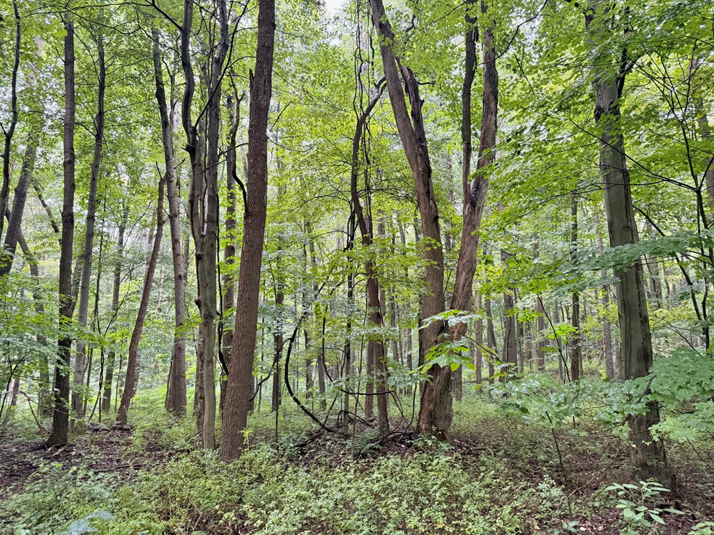 0 Deckards Run Road Utica, PA 16362 - Photo 5 of 9