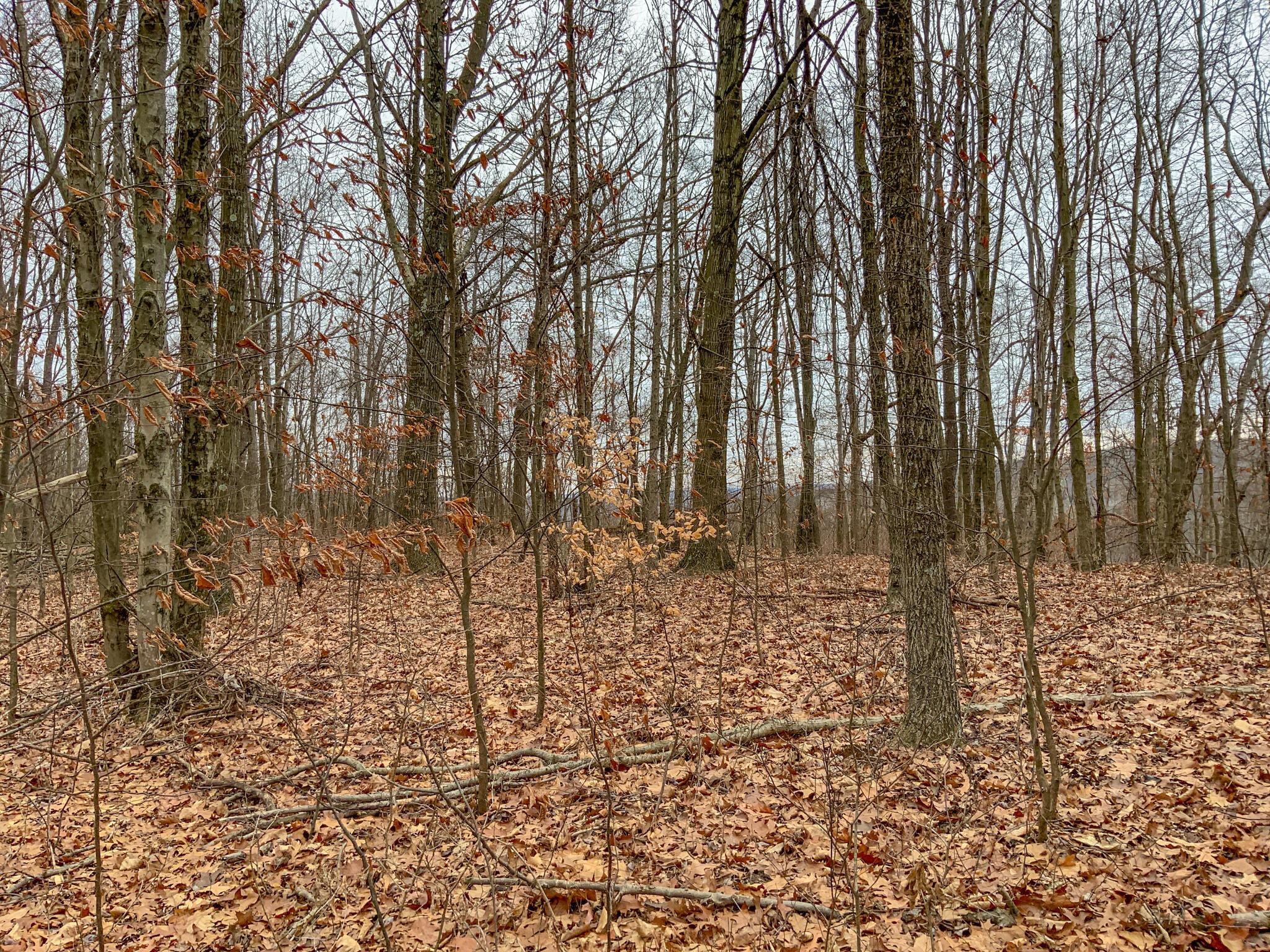 0 Cream Ridge Road Lisbon, OH 44432 - Photo 24 of 49 IMG_4808
