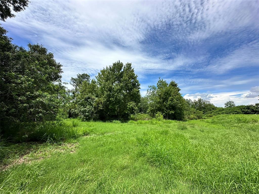 1401 North Fullers Cross Road Winter Garden, FL 34787 - Photo 7 of 10 a view of a big yard with plants and a large tree