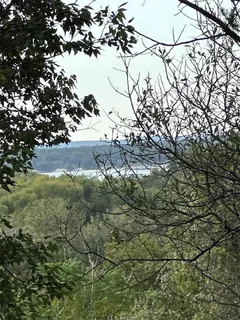 a view of a tree in a yard
