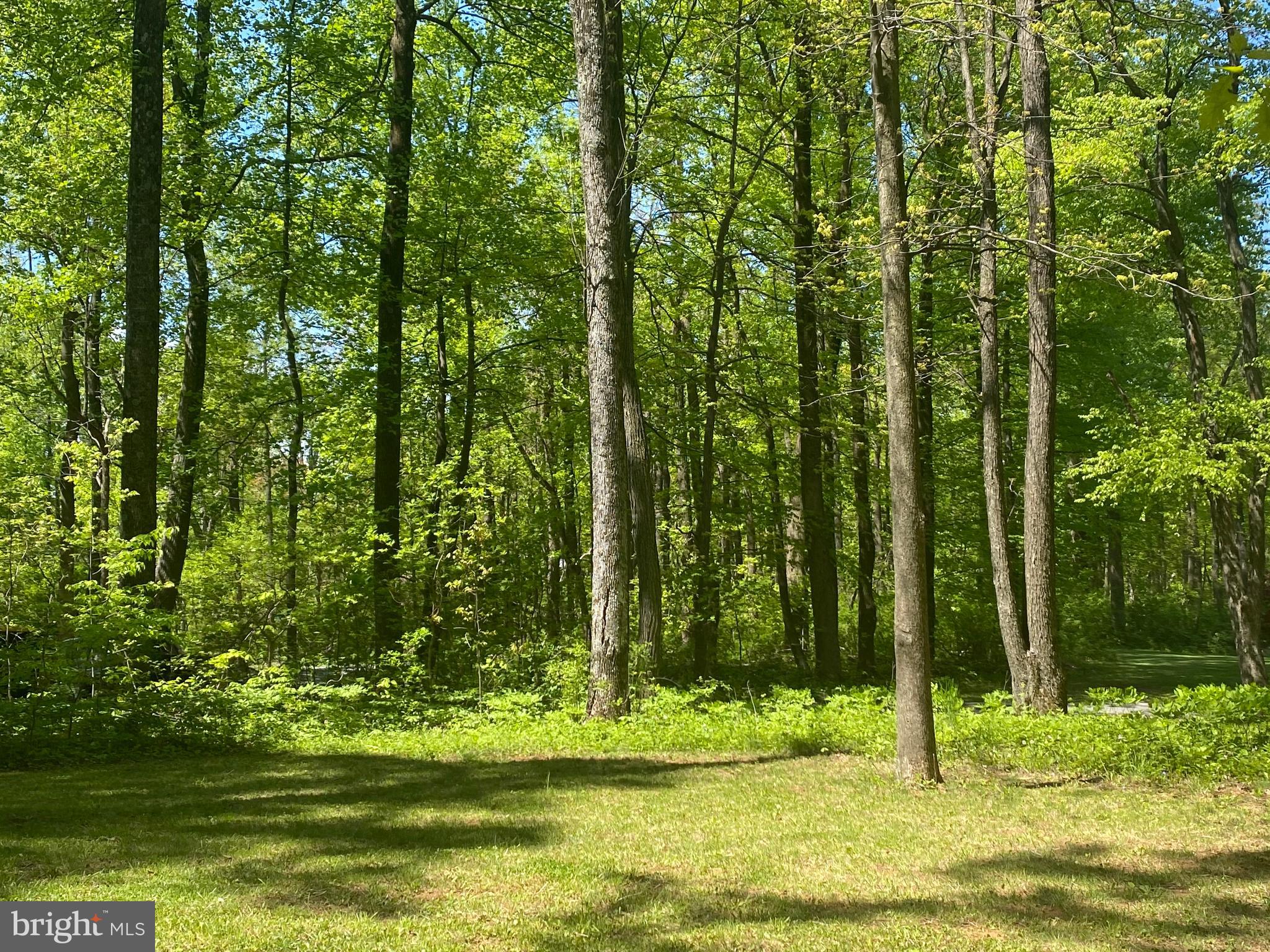 271 Cliff Road Linden, VA 22642 - Photo 8 of 26 Level yard