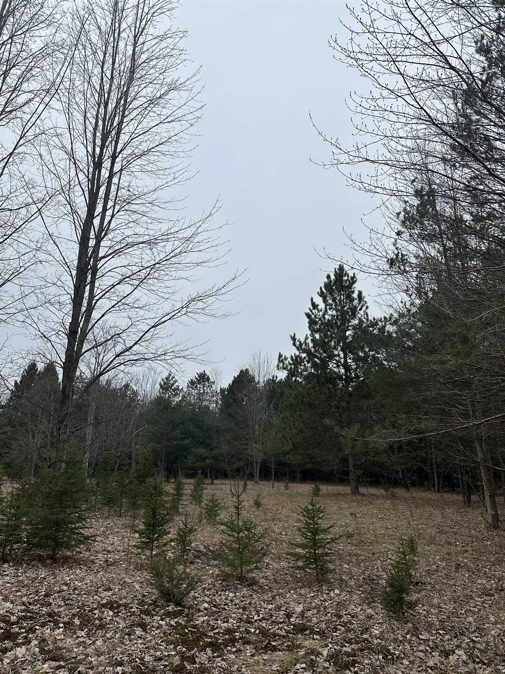 9537 Lakeview Road Alanson, MI 49706 - Photo 2 of 9