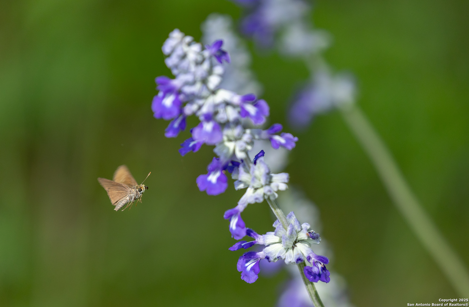 83 North U.S. Highway 83 Leakey, TX 78873 - Photo 16 of 19 a view of a flower