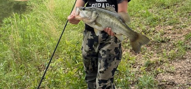 a map view of a tree