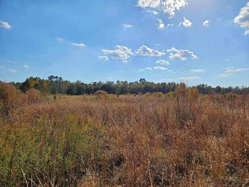 1501 South Brewington Road Manning, SC 29102 - Photo 14 of 21 Gallery Image 14