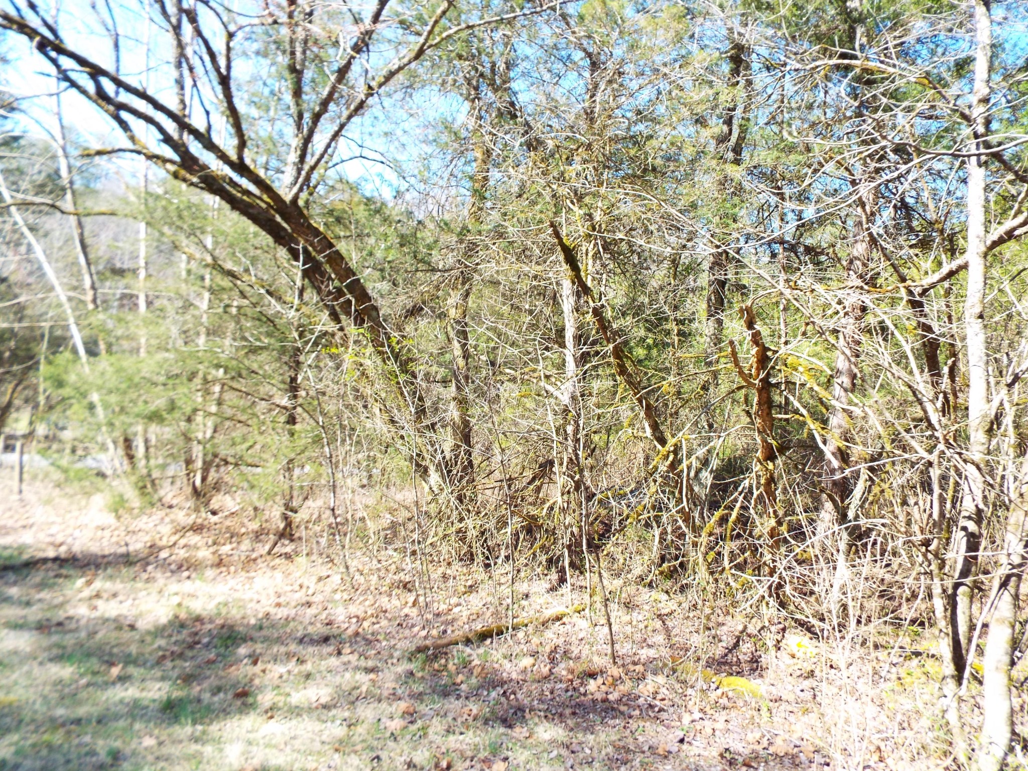 0 Clearwood Road Newport, TN 37821 - Photo 11 of 11 Gallery Image 11
