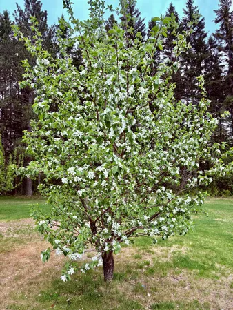 $499,900 | 1622 82nd Avenue Northwest, Williams, MN 56686