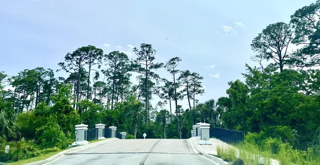 a view of a yard with plants and large trees