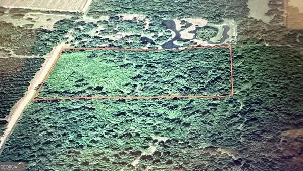 a close up of a plant in a garden