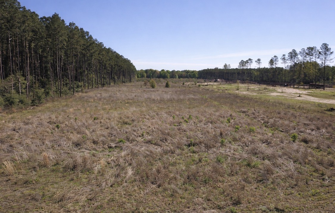 925 County Line Road Shepherd, TX 77371 - Photo 6 of 7 Cleared acres ready to start that project!