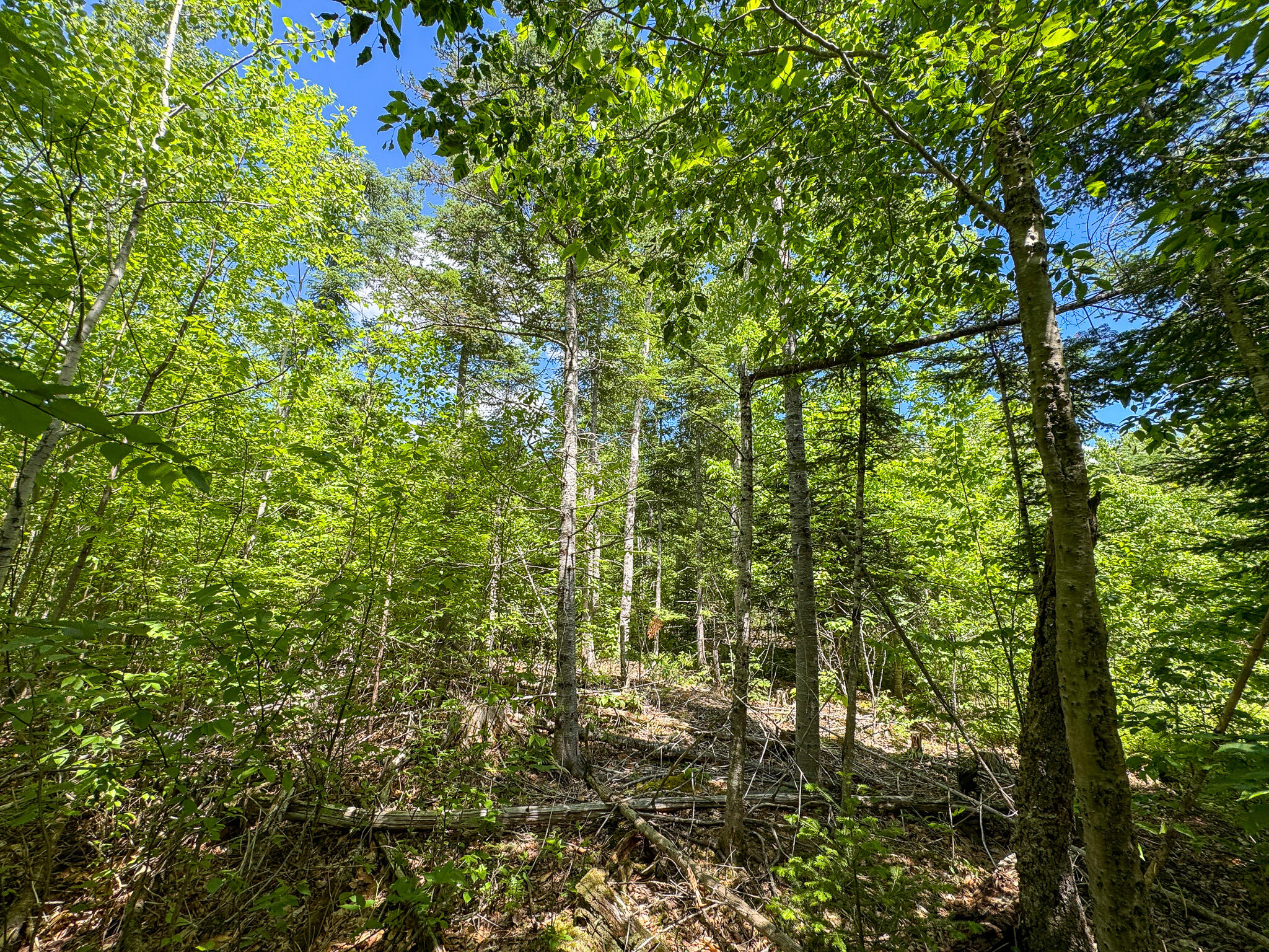 B B Lookout Lane Springfield, ME 04487 - Photo 16 of 33