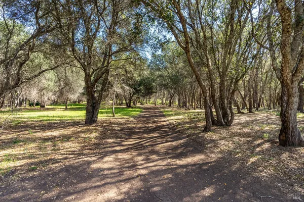 a view of yard with trees