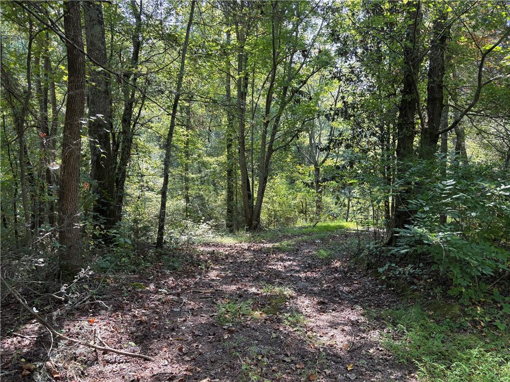 a view of a forest with trees