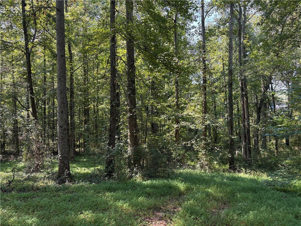 6485 Forsyth Drive Cumming, GA 30028 - Photo 13 of 26 a view of a forest
