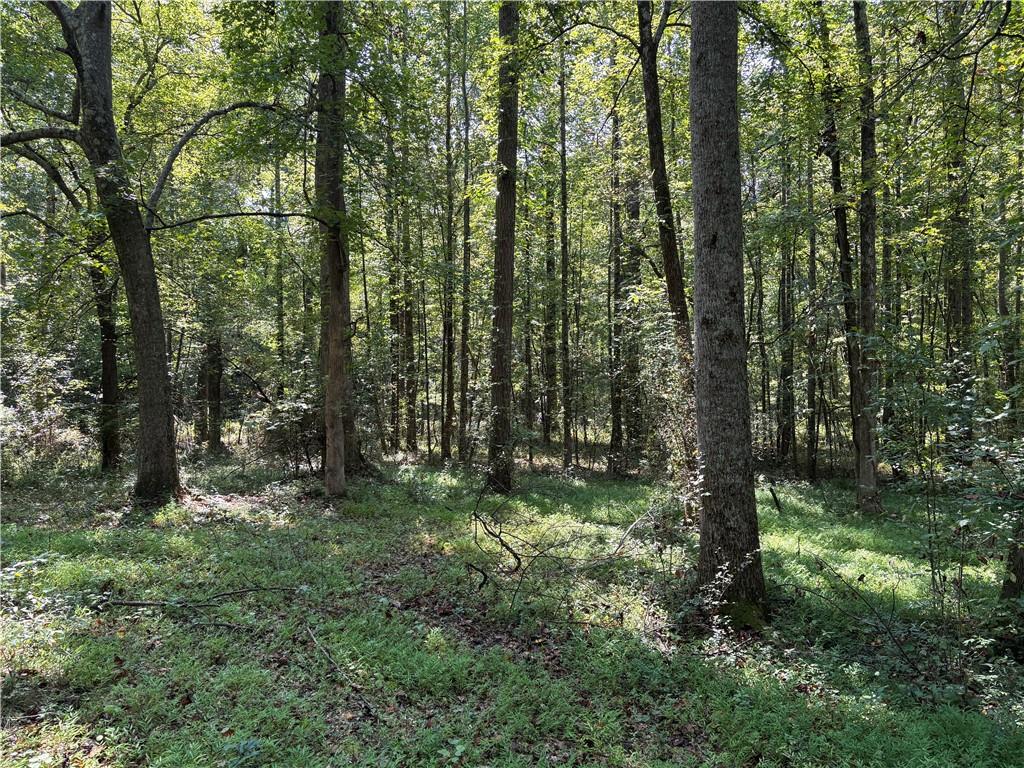6485 Forsyth Drive Cumming, GA 30028 - Photo 14 of 26 a big yard with lots of green space and trees