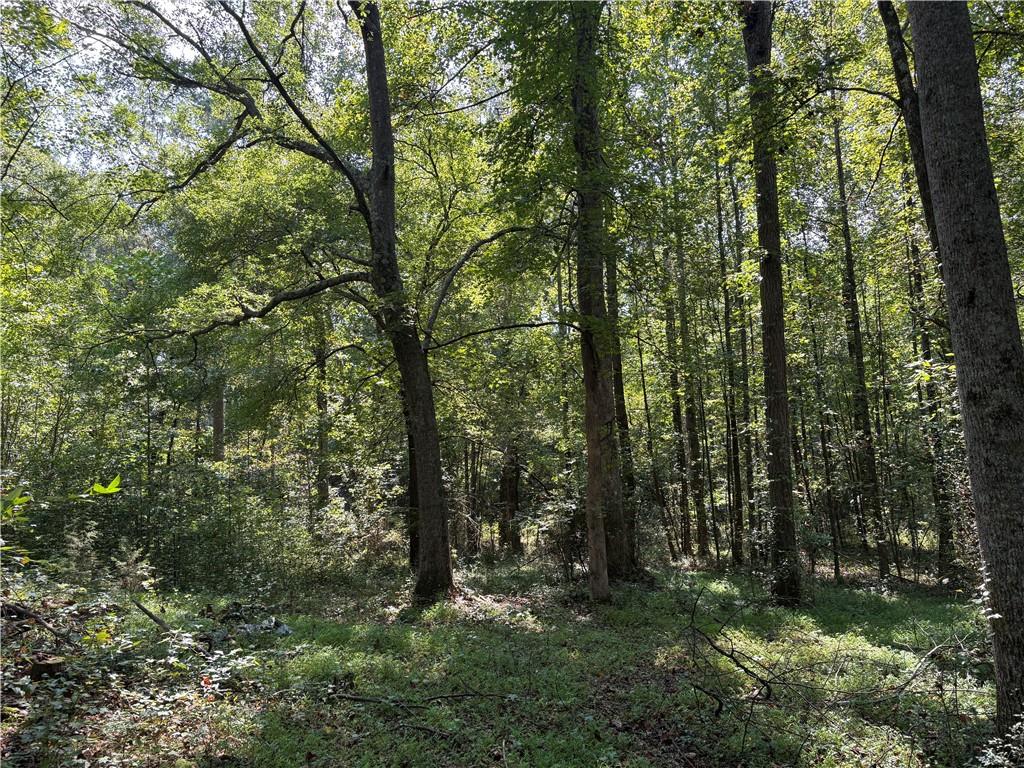 6485 Forsyth Drive Cumming, GA 30028 - Photo 19 of 26 a big yard with lots of green space and trees