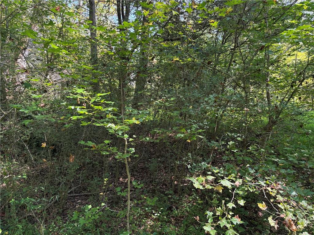 6485 Forsyth Drive Cumming, GA 30028 - Photo 21 of 26 a view of a tree in a yard