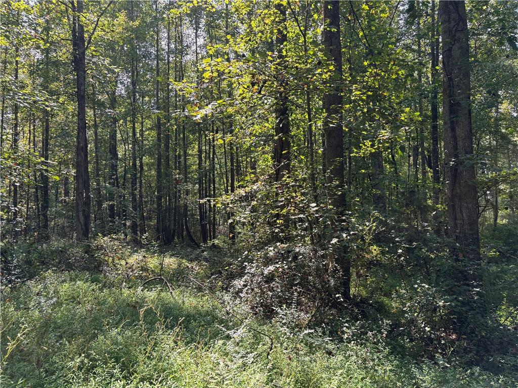 6485 Forsyth Drive Cumming, GA 30028 - Photo 24 of 26 a view of a forest with trees in the background