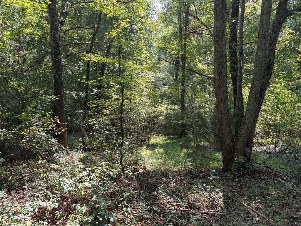 6485 Forsyth Drive Cumming, GA 30028 - Photo 4 of 26 a view of a forest that has large trees