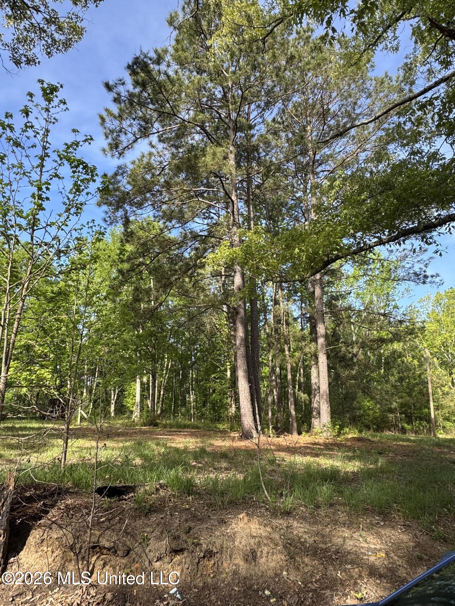 0 Stump Road Gloster, MS 39638 - Photo 1 of 2 IMG_0866