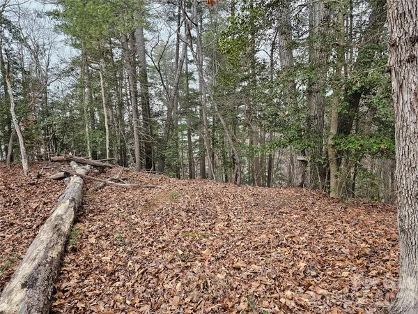 a picture of tree