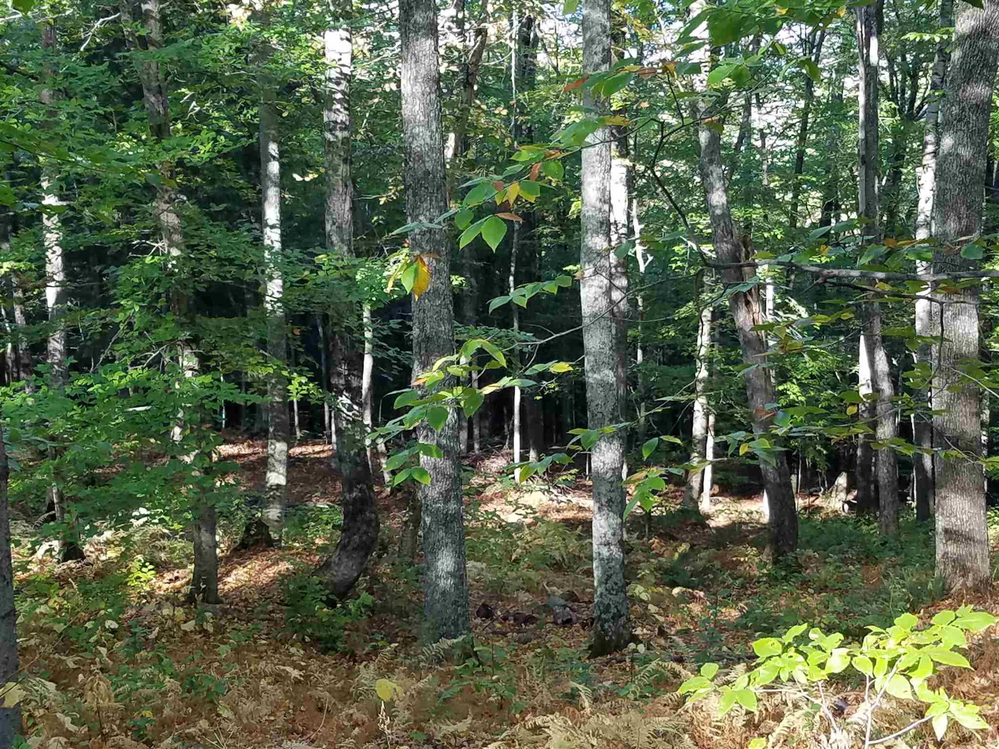 2.6-ac Ellen Road, Unit 9 10 Campton, NH 03223 - Photo 6 of 8 Gallery Image 6