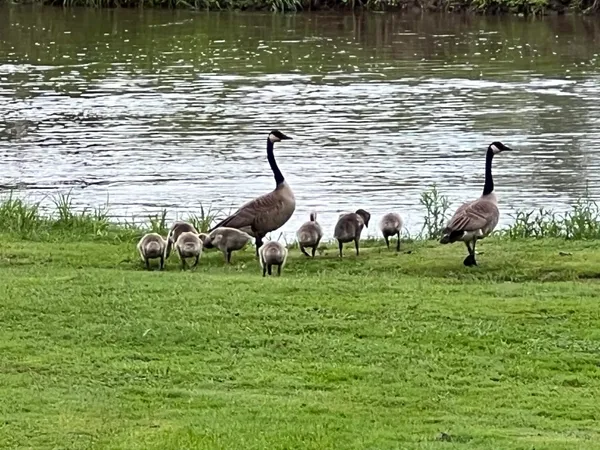 $335,500 | 49501 Highway 171, Gays Mills, WI 54631