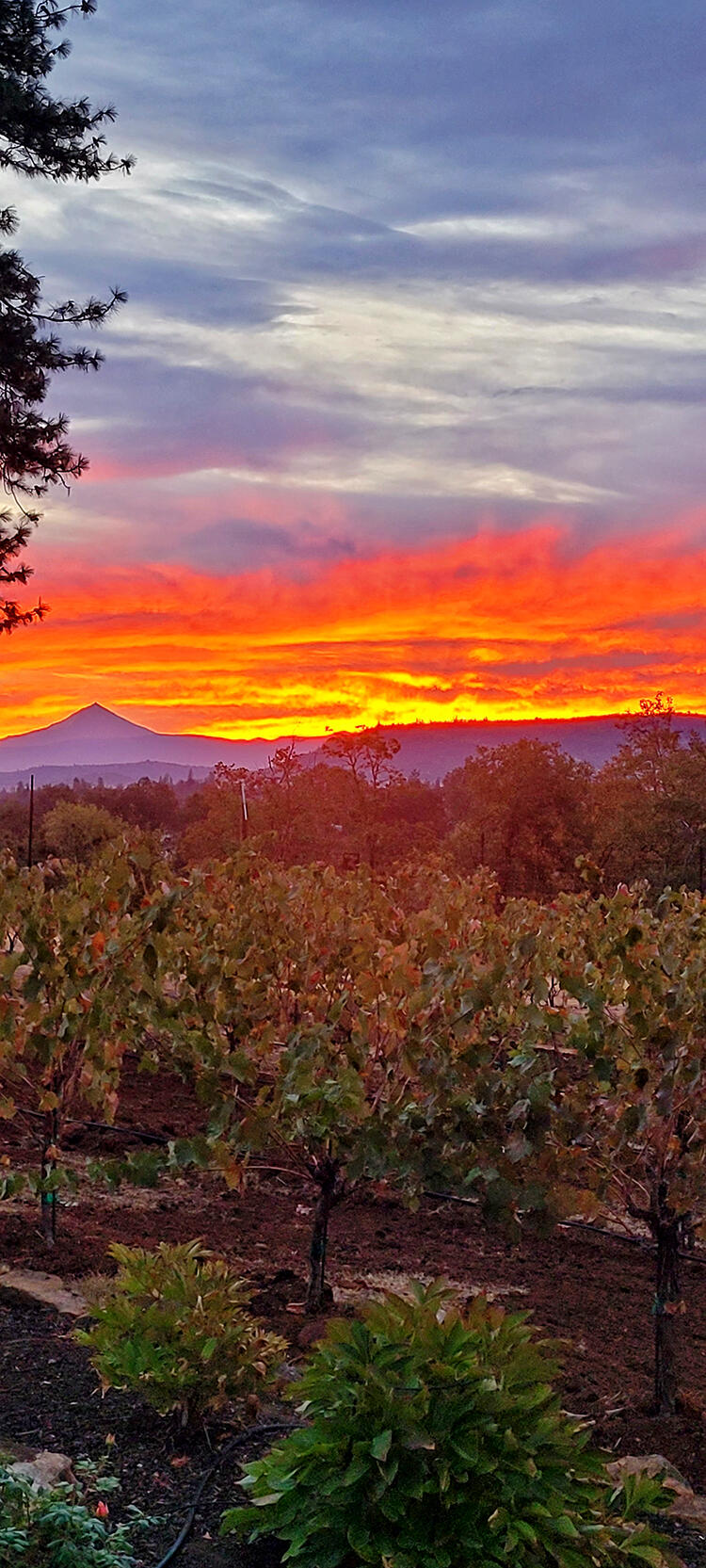 1052 Holcomb Springs Road Gold Hill, OR 97525 - Photo 65 of 65 Sunset Over Vineyard with Mountain Views