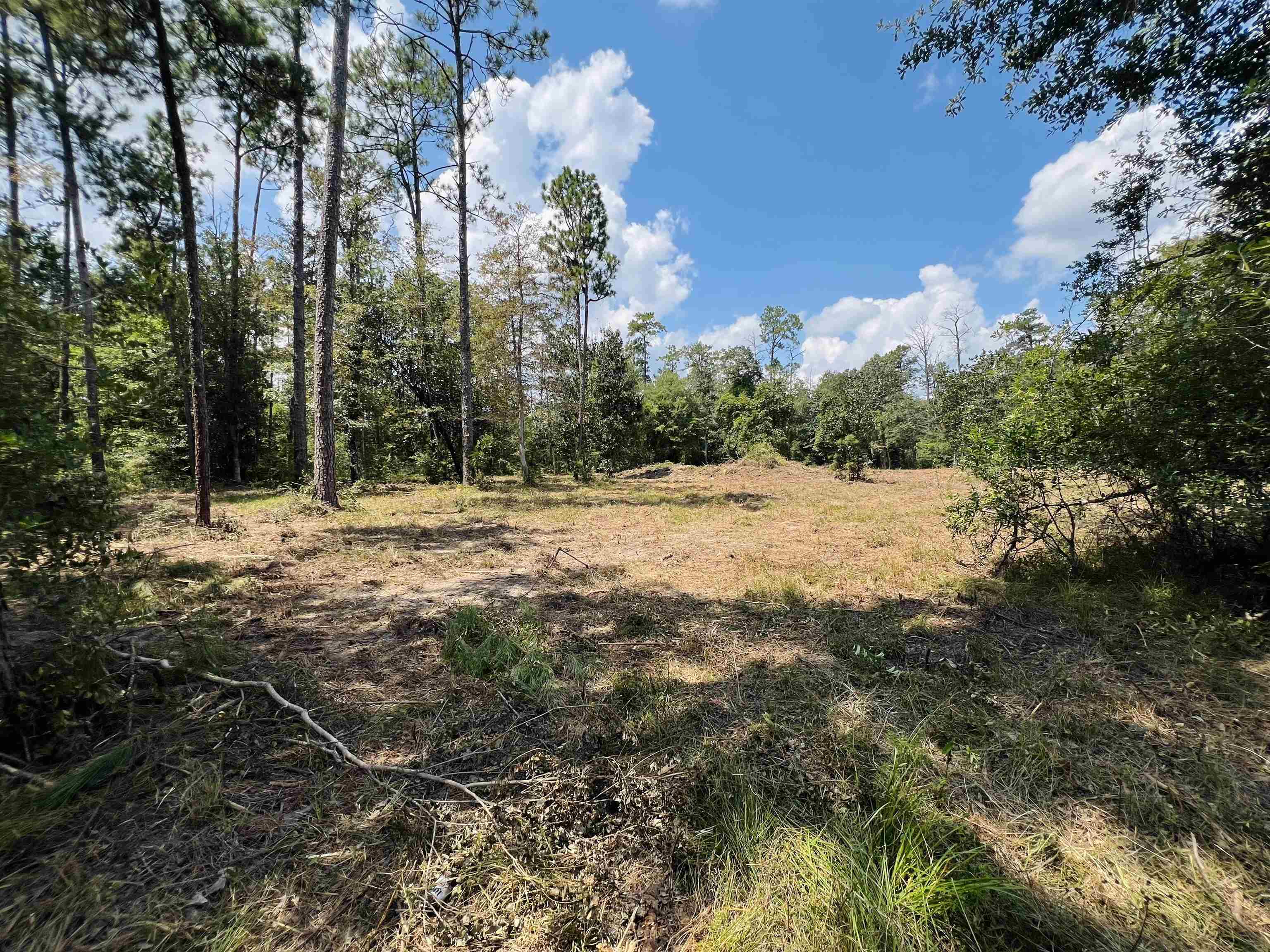 8865 Reed Ranch Road Silsbee, TX 77656 - Photo 4 of 4 a view of outdoor space with trees all around