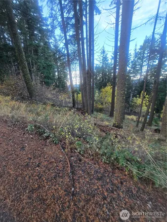 a view of a yard with trees