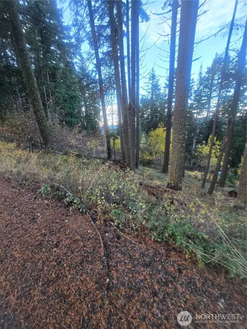 a view of a yard with trees