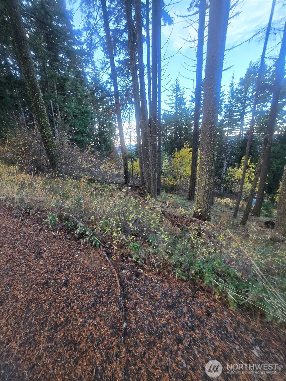 a view of a yard with trees