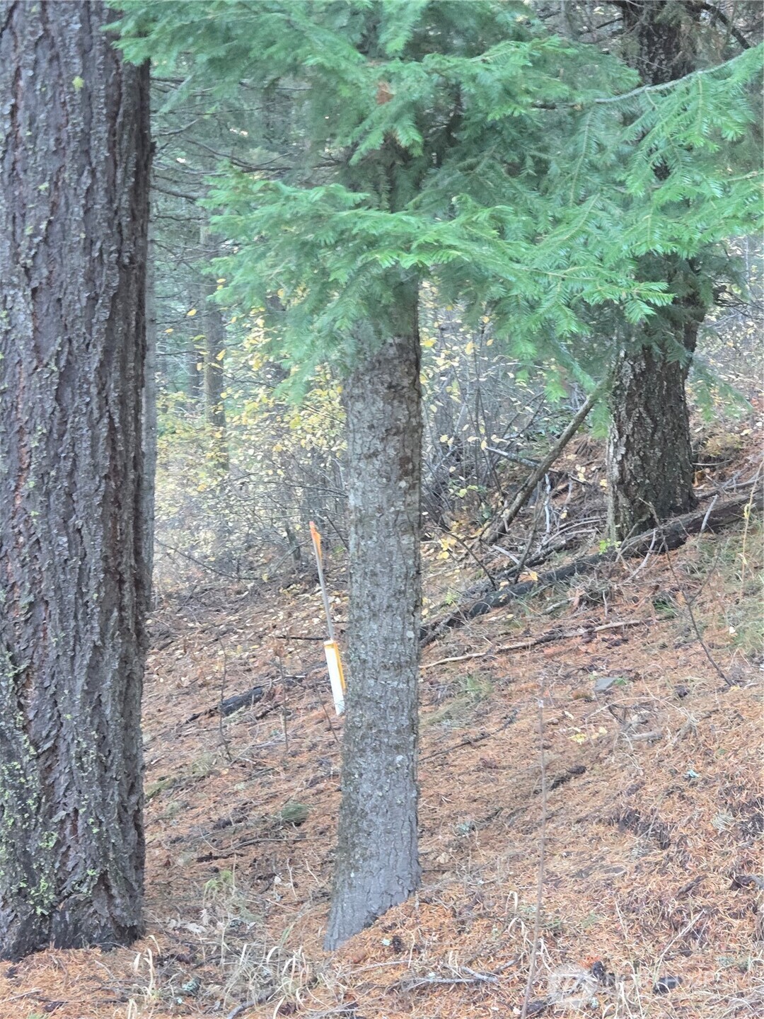 680 Horse Heaven Road Cle Elum, WA 98922 - Photo 5 of 11 a view of a yard