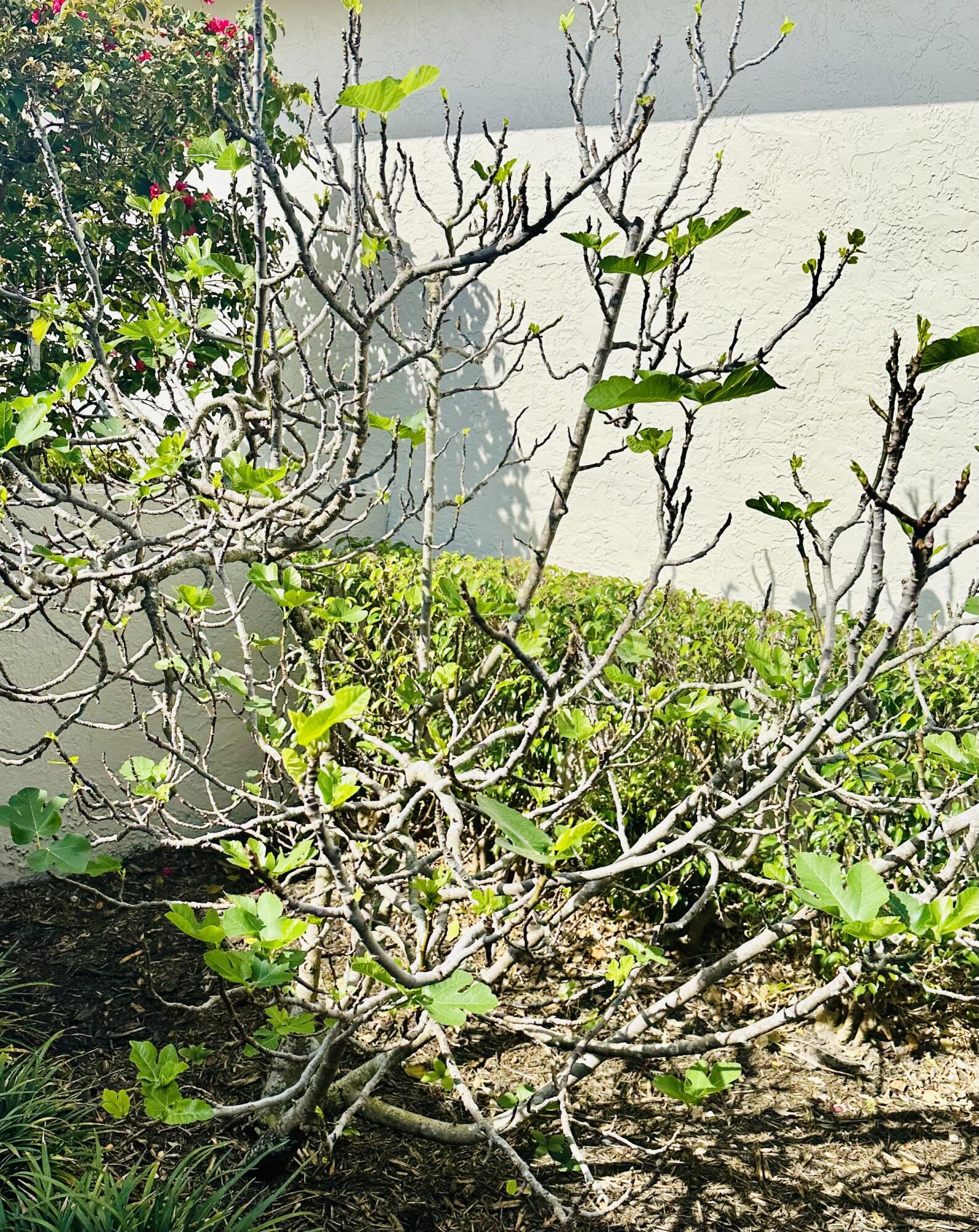 17204 Hampton Boulevard Boca Raton, FL 33496 - Photo 79 of 175 Fig Tree