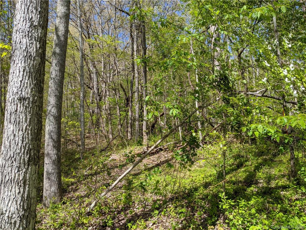 Tbd Flynn Branch Road Marshall, NC 28753 - Photo 14 of 15 Gallery Image 14