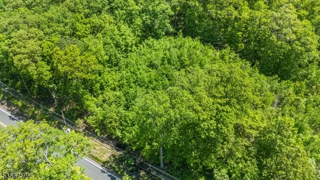 a view of a lush green forest