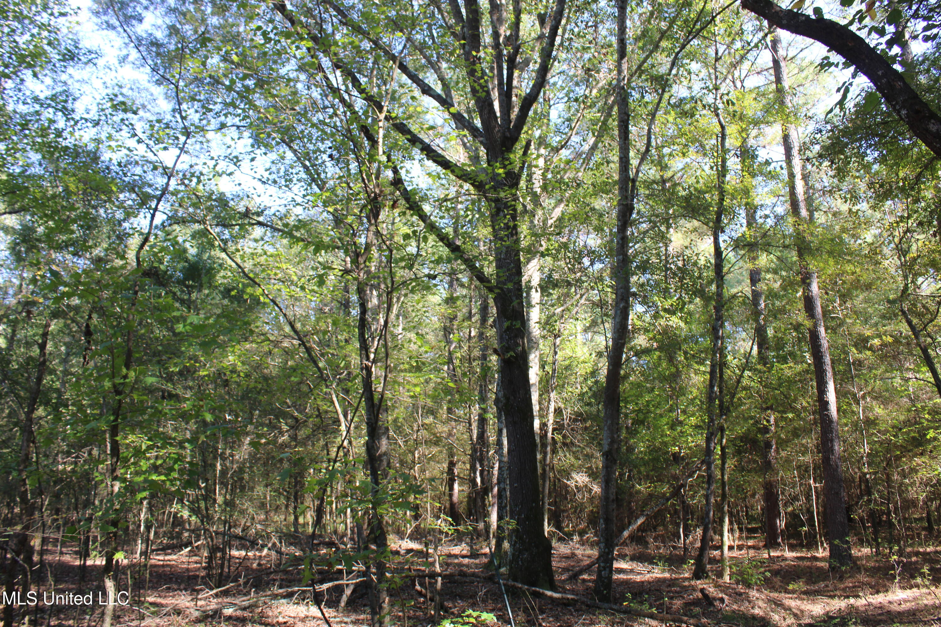 0 Red Banks Road North Byhalia, MS 38611 - Photo 41 of 43 IMG_6789