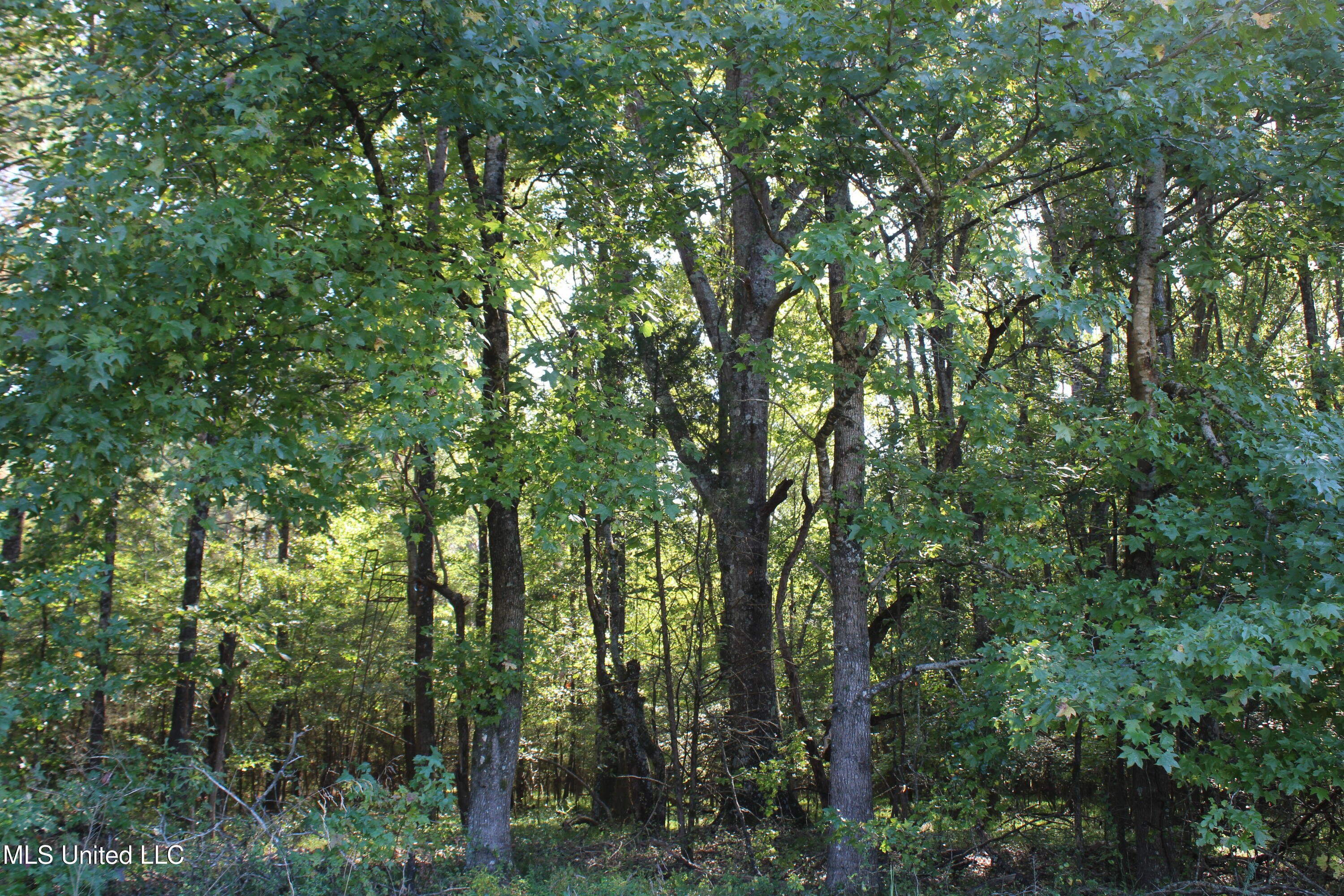 0 Red Banks Road North Byhalia, MS 38611 - Photo 42 of 43 IMG_6790
