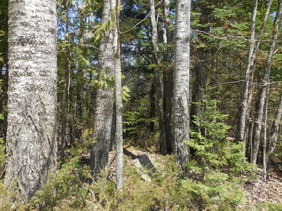 0 Coboro Road Stetson, ME 04488 - Photo 10 of 24 Photo