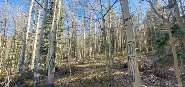 a view of a forest with a building