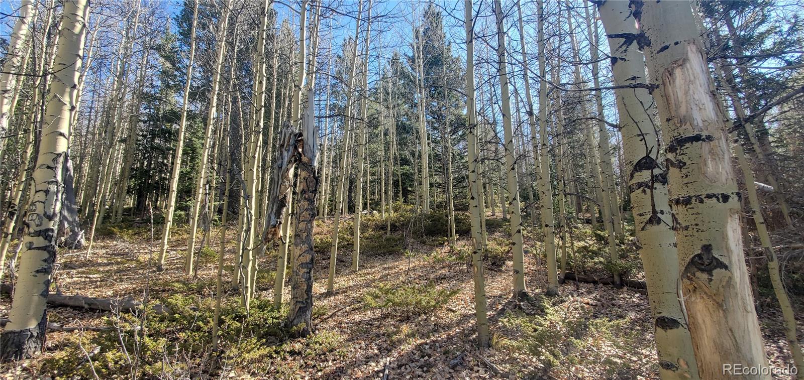 6414-6415 Bronfman Road San Luis, CO 81152 - Photo 16 of 21 a view of a forest with a building