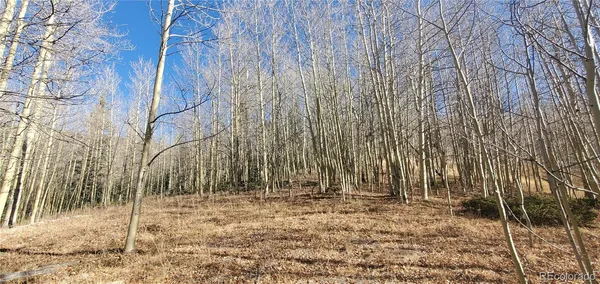a view of a forest