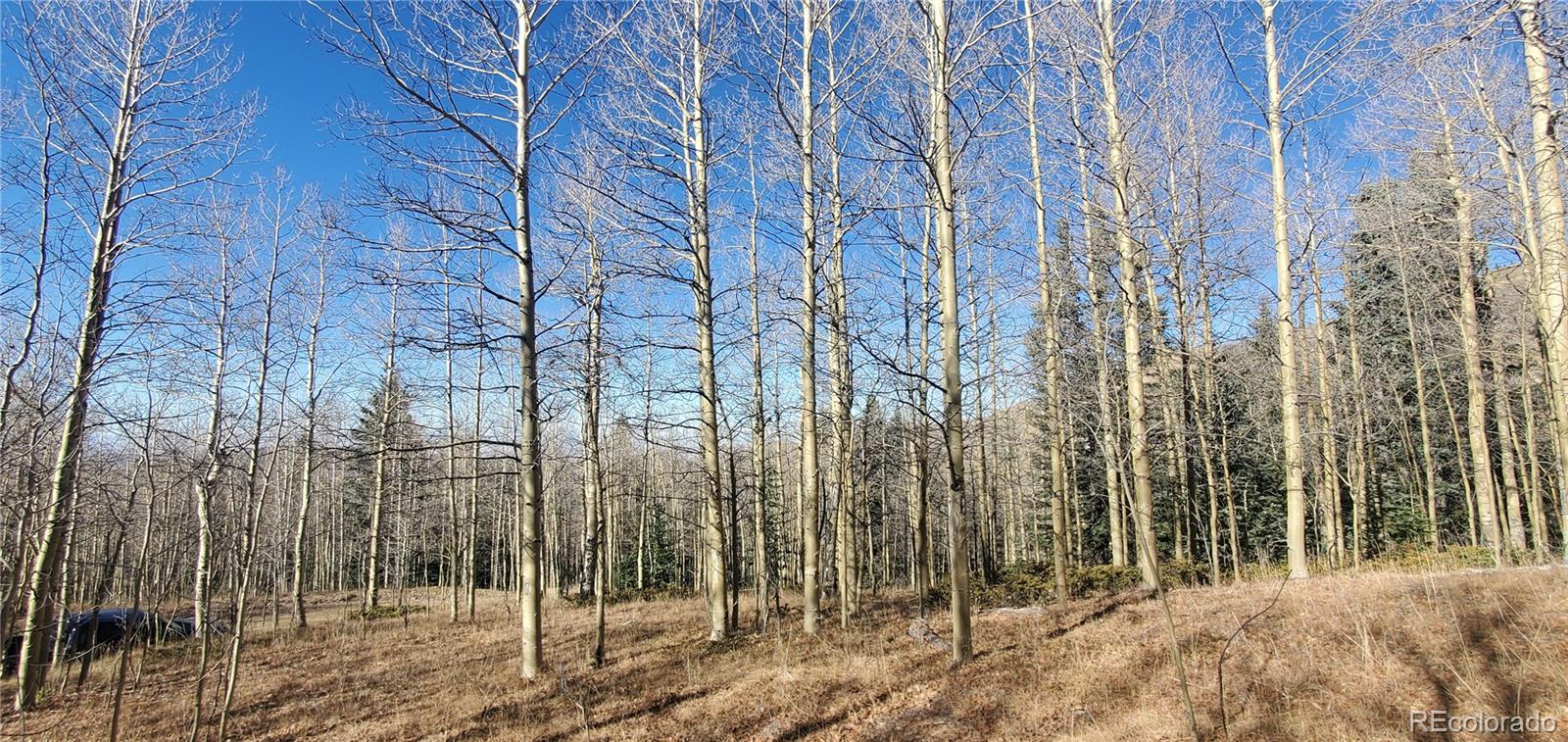6414-6415 Bronfman Road San Luis, CO 81152 - Photo 7 of 21 a view of a forest